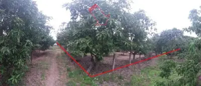 ที่ดินว่างเปล่า บ้านโฮ่ง-ลำพูน รูปที่ 2