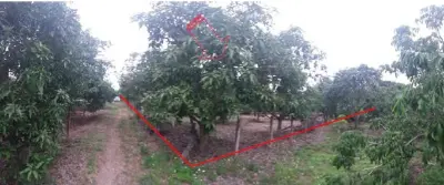 ที่ดินว่างเปล่า บ้านโฮ่ง-ลำพูน รูปที่ 4