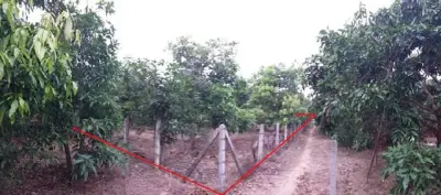 ที่ดินว่างเปล่า บ้านเหล่ายาวเหนือ บ้านโฮ่ง-ลำพูน รูปที่ 3