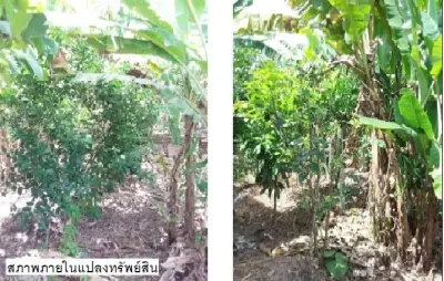 ที่ดินว่างเปล่า เขาพนม-กระบี่ รูปที่ 1