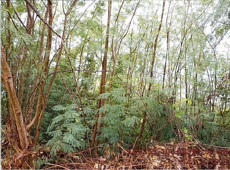 ที่ดินว่างเปล่า เกาะพะงัน-สุราษฎร์ธานี