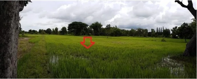 ที่ดินว่างเปล่า บ้านยางเครือ จตุรพักตรพิมาน-ร้อยเอ็ด
