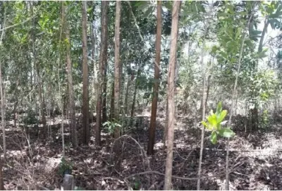 ที่ดินว่างเปล่า ตะกั่วป่า-พังงา รูปที่ 2
