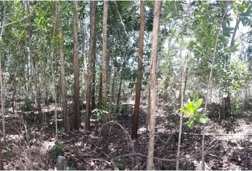 ที่ดินว่างเปล่า ตะกั่วป่า-พังงา