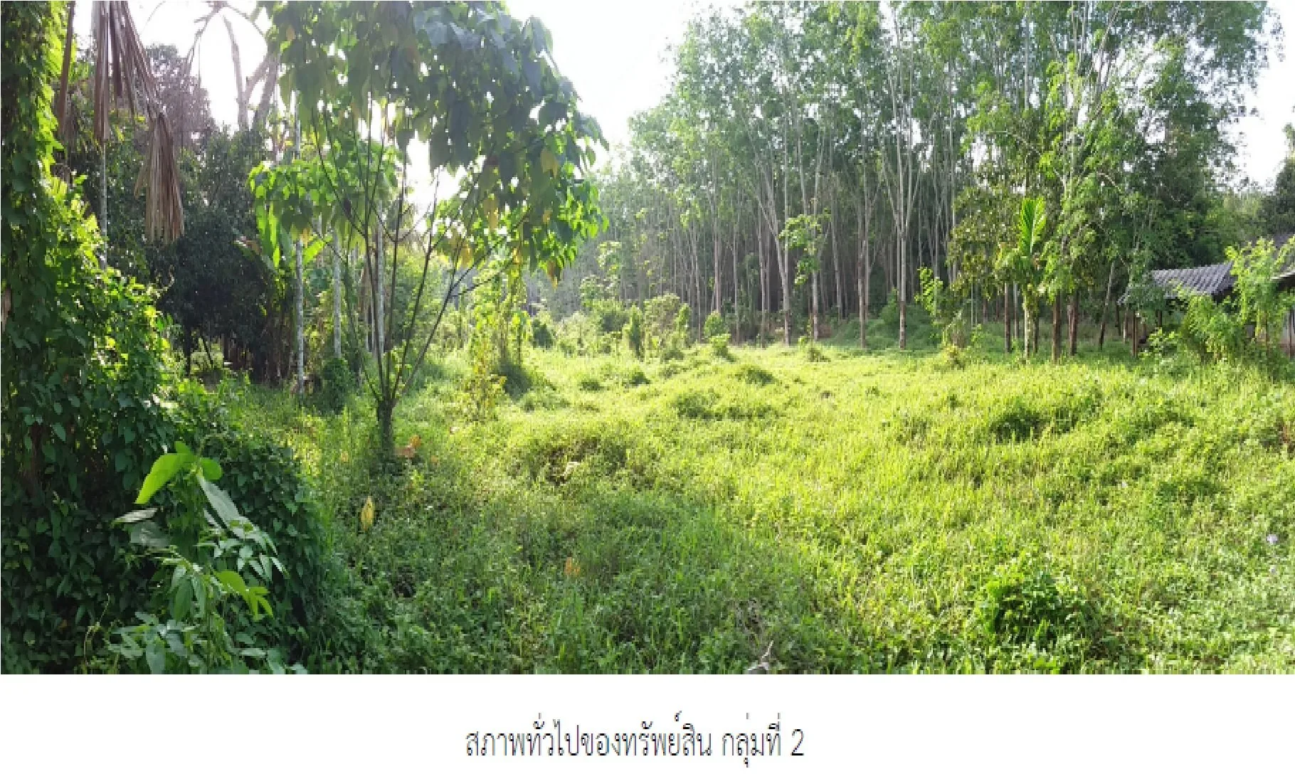 ที่ดินว่างเปล่า จุฬาภรณ์-นครศรีธรรมราช