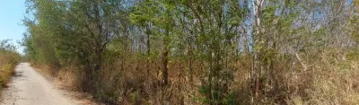 ที่ดินว่างเปล่า ภูพิมาน ปากช่อง-นครราชสีมา รูปที่ 3