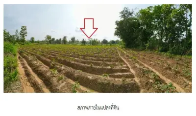 บ้านเดี่ยว เขมราฐ อุบลราชธานี รูปที่ 4