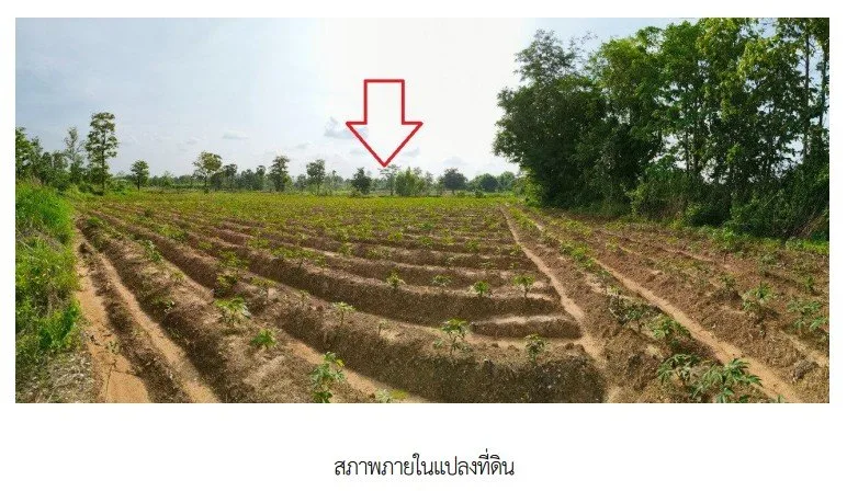 บ้านเดี่ยว เขมราฐ อุบลราชธานี