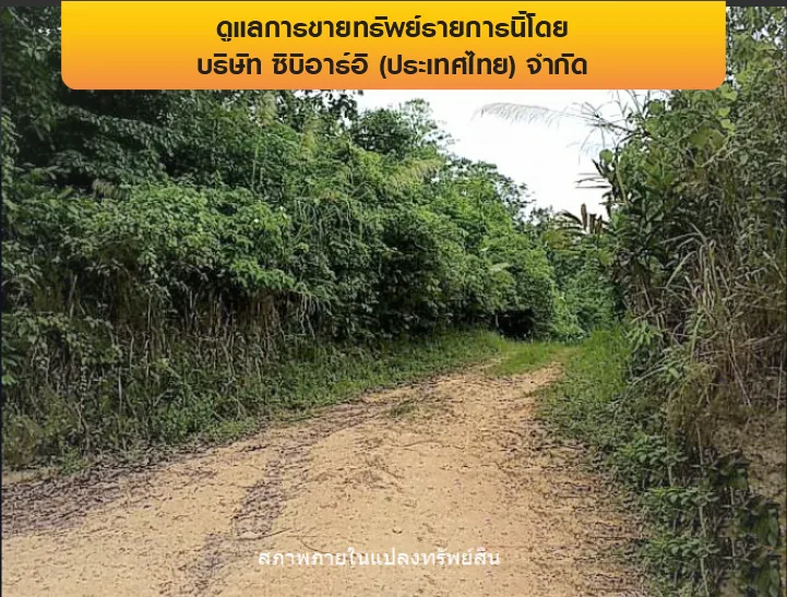 ที่ดินว่างเปล่า เกาะสมุย-สุราษฎร์ธานี