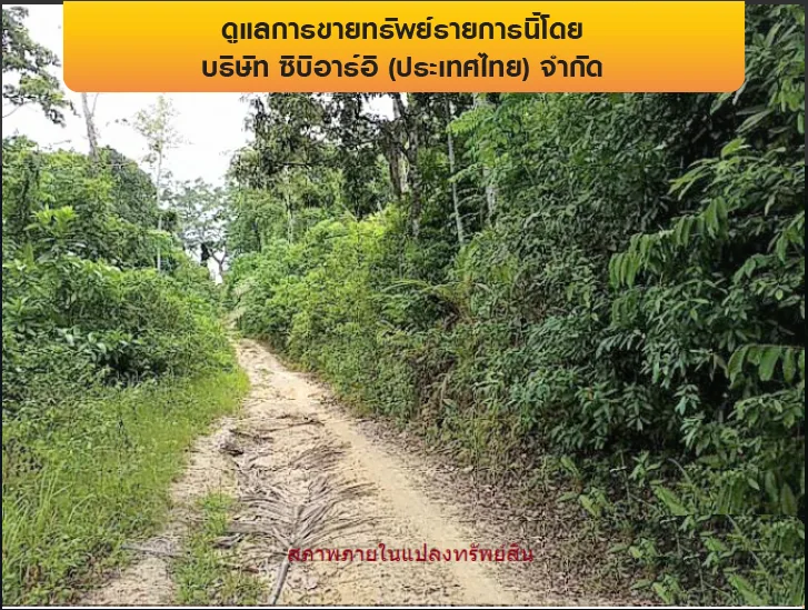 ที่ดินว่างเปล่า เกาะสมุย-สุราษฎร์ธานี