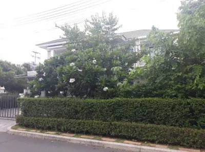 บ้านเดี่ยว เมืองปทุมธานี รูปที่ 2