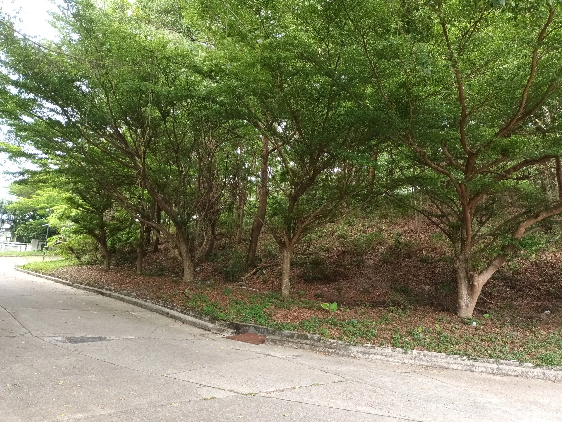 ที่ดินว่างเปล่า เมืองภูเก็ต