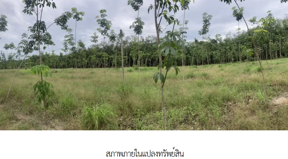 ที่ดินว่างเปล่า บ้านค่าย ระยอง
