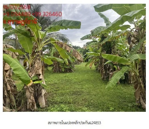 ที่ดินว่างเปล่า ซ. พ่อขุนทะเล 14 อ.มืองสุราษฎร์ธานี