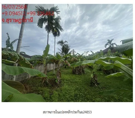 ที่ดินว่างเปล่า ซ. พ่อขุนทะเล 14 อ.มืองสุราษฎร์ธานี
