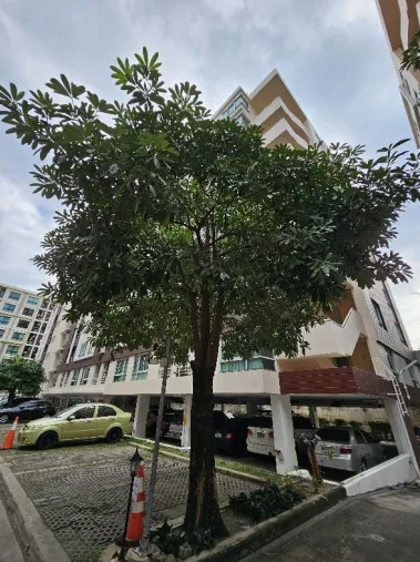 ห้องชุด โครงการ เปรมสิริบูทิคพาร์ค อาคารซี กรุงเทพมหานคร