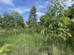 ที่ดินว่างเปล่า วัฒนานคร สระแก้ว