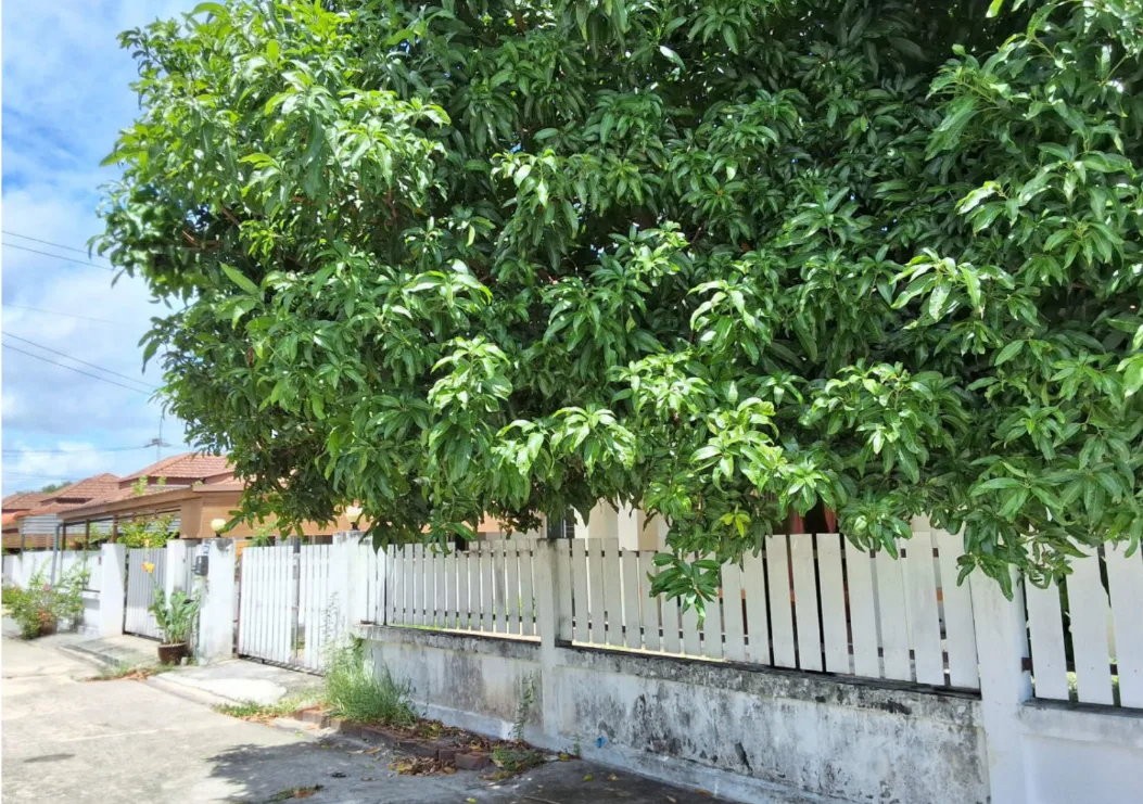 บ้านเดี่ยว โครงการ บ้านบุญรักษา 7 ระยอง